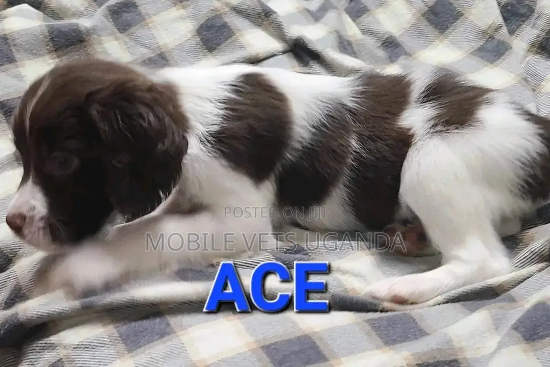 1-3 months Male Purebred English Springer Spaniel