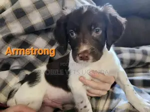 1-3 months Female Purebred English Toy Spaniel