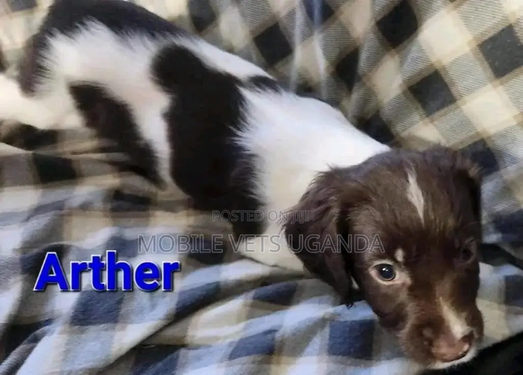 1-3 months Male Purebred English Cocker Spaniel