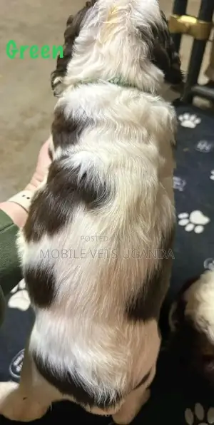 1-3 months Male Purebred English Setter