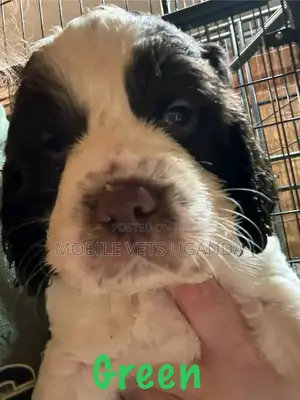 1-3 months Female Purebred English Setter