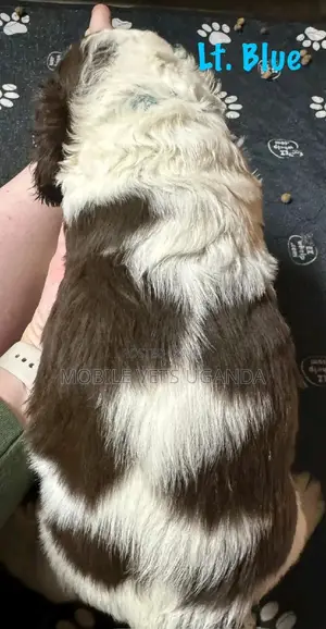 1-3 months Female Purebred English Toy Spaniel