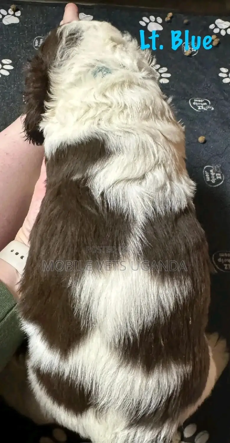 1-3 months Female Purebred English Toy Spaniel
