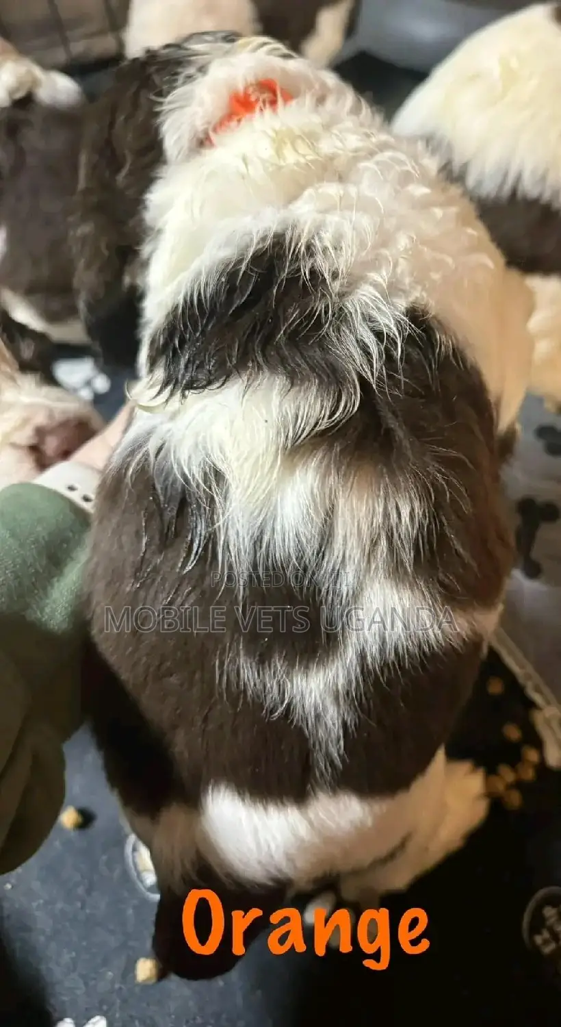 1-3 months Male Purebred English Cocker Spaniel