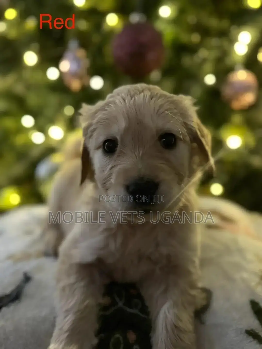 1-3 months Male Purebred Golden Retriever