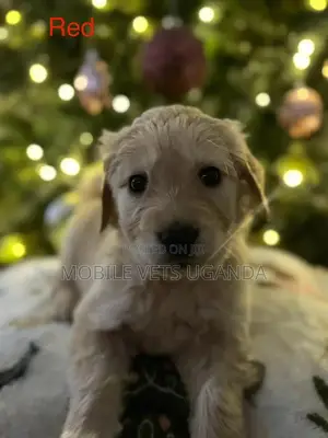 1-3 months Male Purebred Golden Retriever