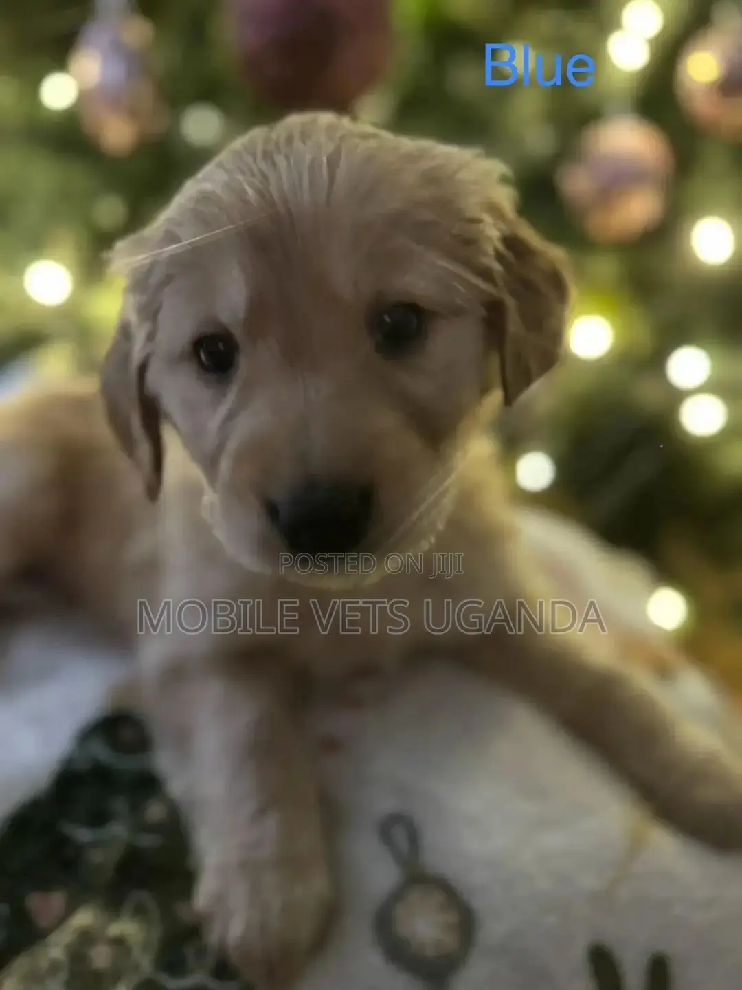 0-1 month Female Purebred Golden Retriever