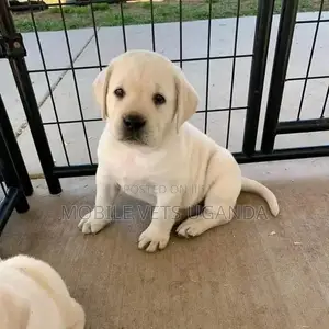 1-3 months Male Purebred Labradoodle