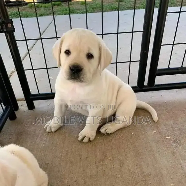 1-3 months Male Purebred Labradoodle