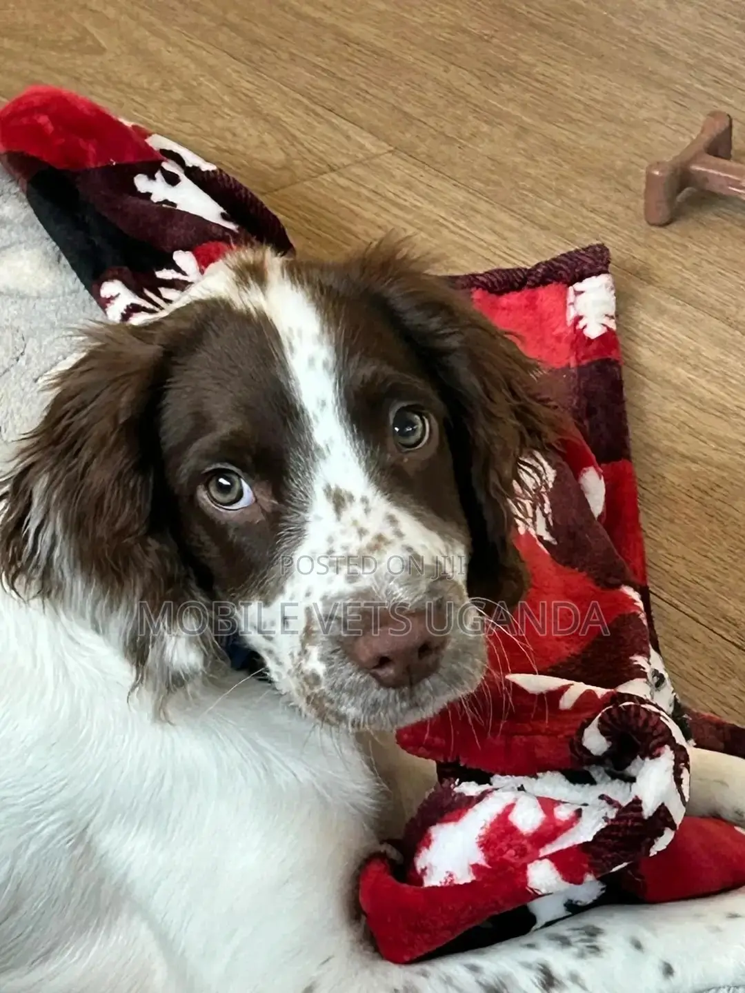 3-6 months Female Purebred English Springer Spaniel