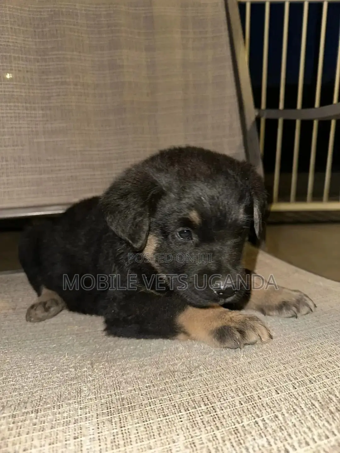 0-1 month Male Purebred German Shepherd