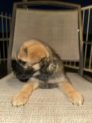 1-3 months Female Purebred German Shepherd
