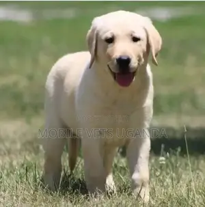1-3 months Female Purebred Goldendoodle