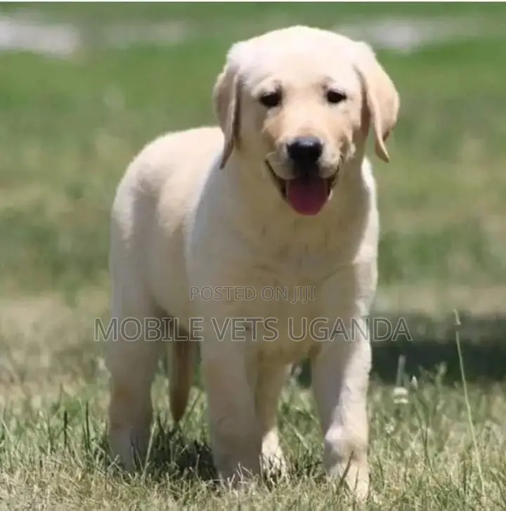 1-3 months Female Purebred Goldendoodle