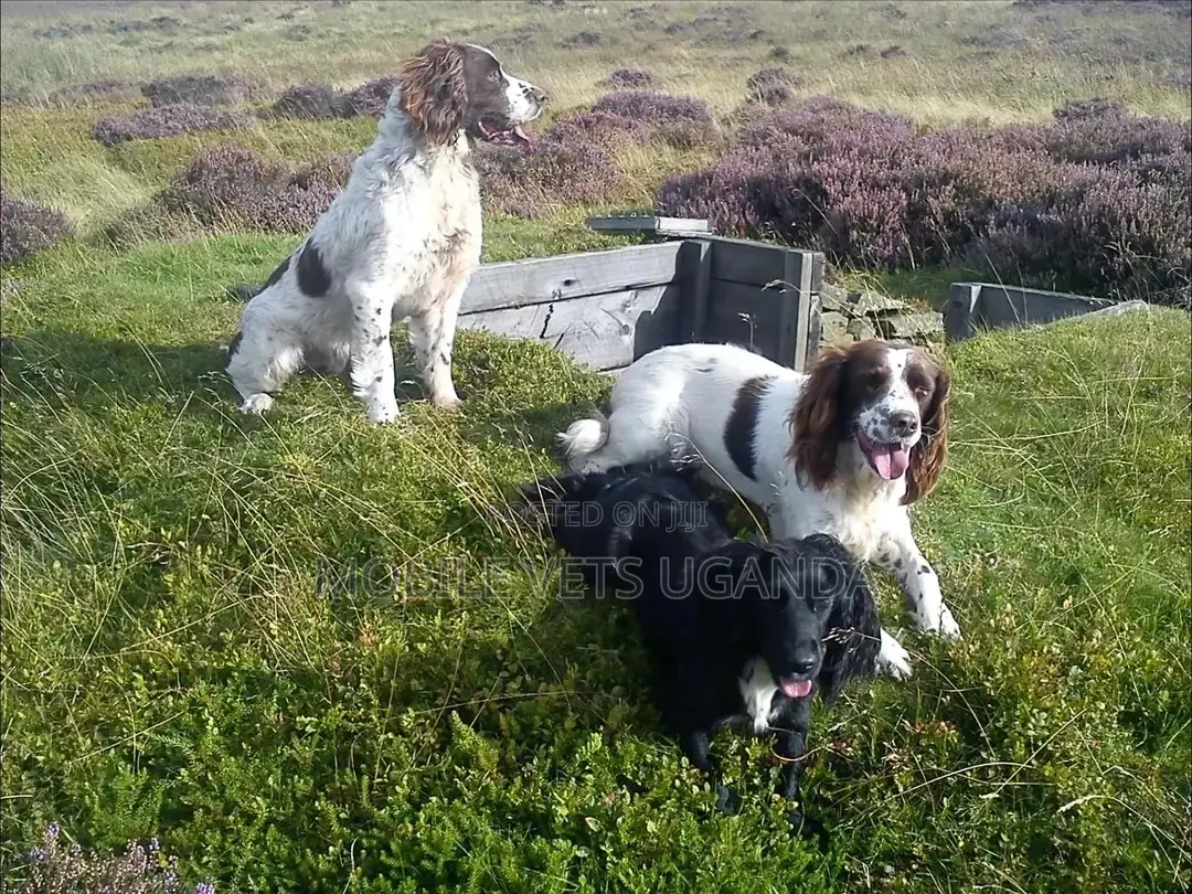 3-6 months Male Purebred English Springer Spaniel