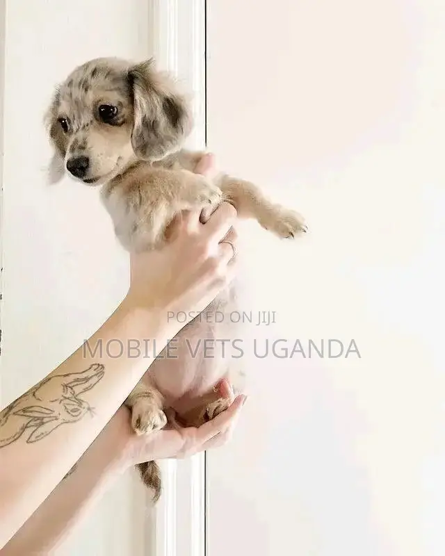 1-3 months Male Purebred Dachshund