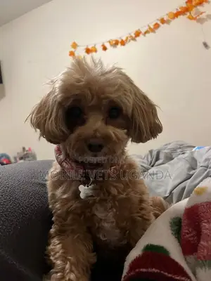 3-6 months Female Purebred Maltese