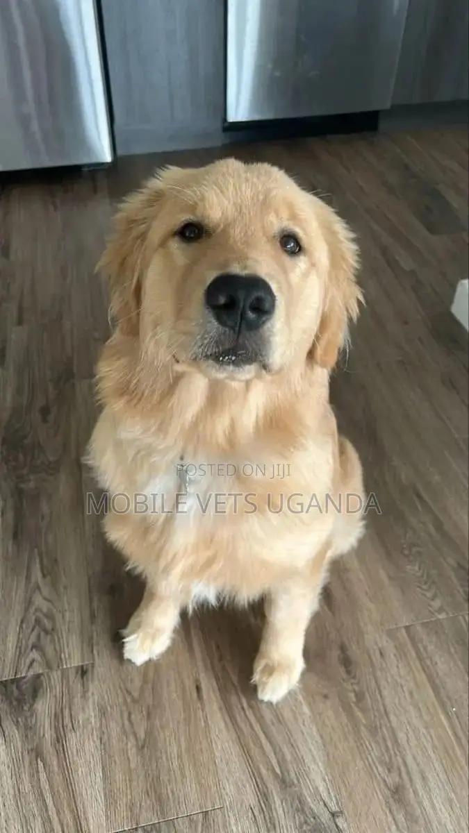 3-6 months Male Purebred Golden Retriever