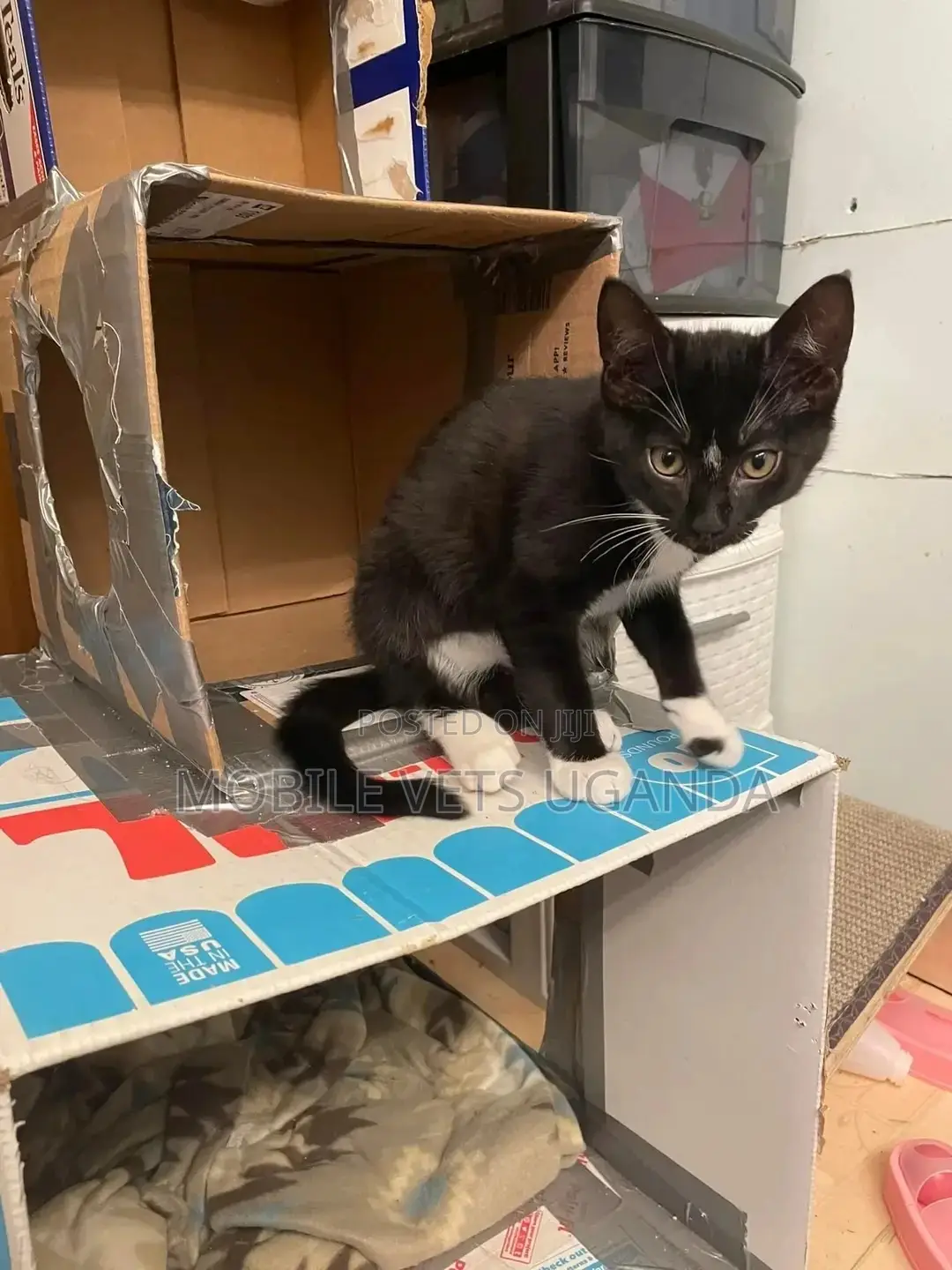 1-3 months Male Purebred British Shorthair