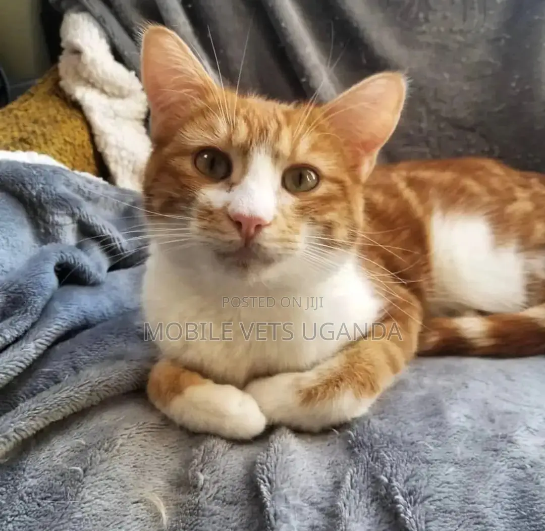 6-12 months Male Purebred Bengal
