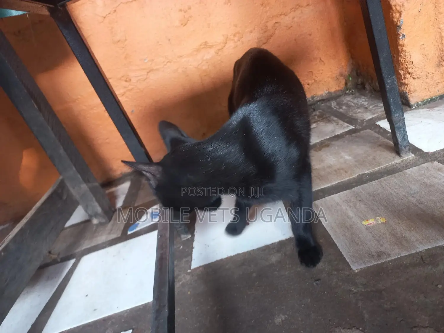 3-6 months Female Purebred American Curl