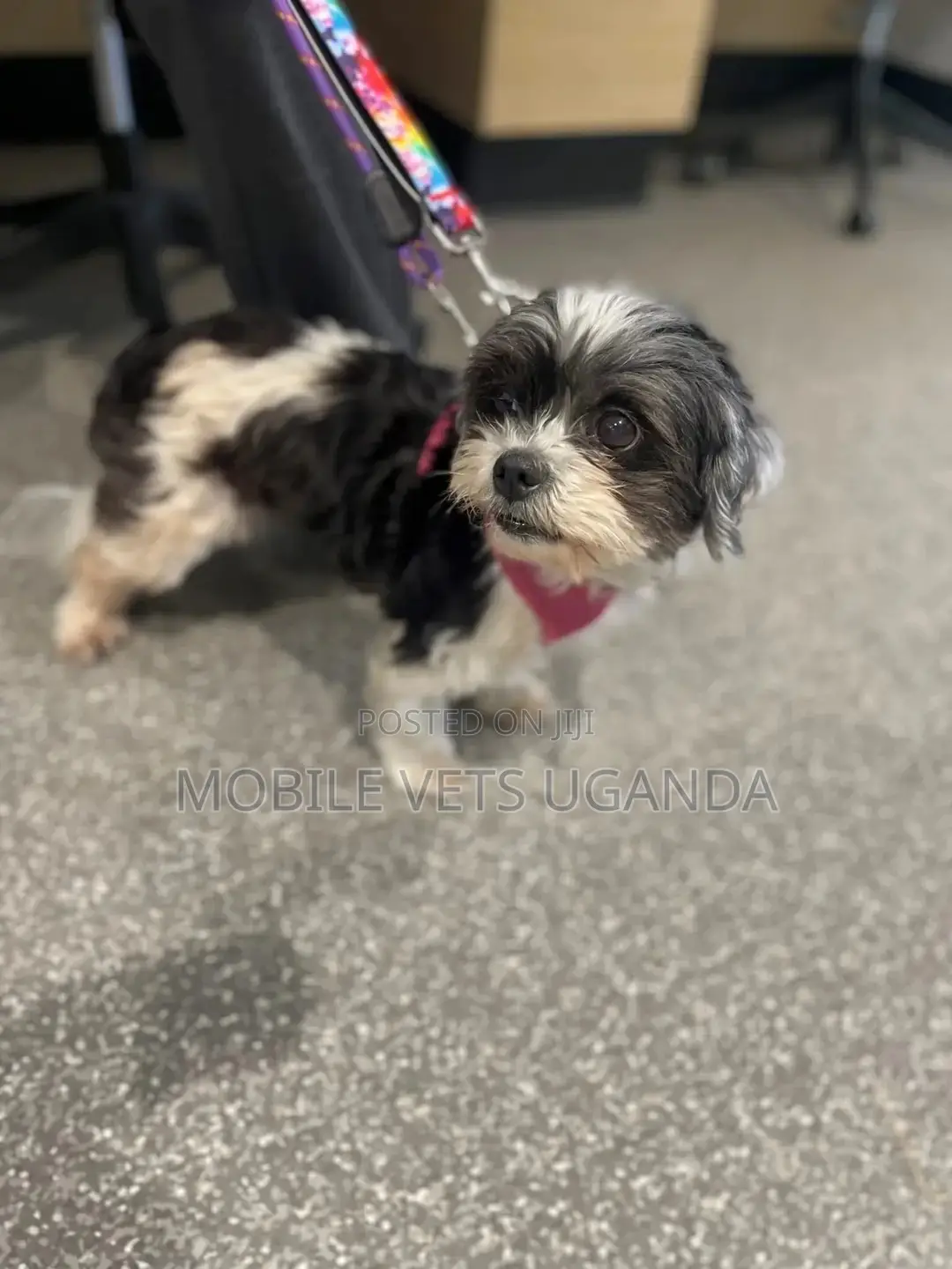 3-6 months Female Purebred Maltese