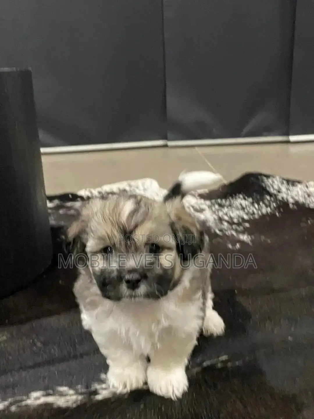 3-6 months Female Purebred Maltese