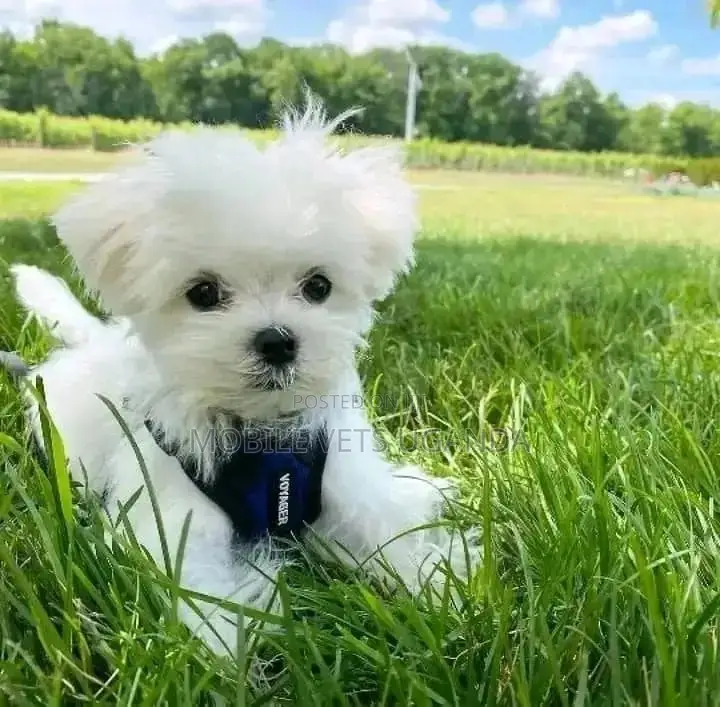 3-6 months Male Purebred Maltese