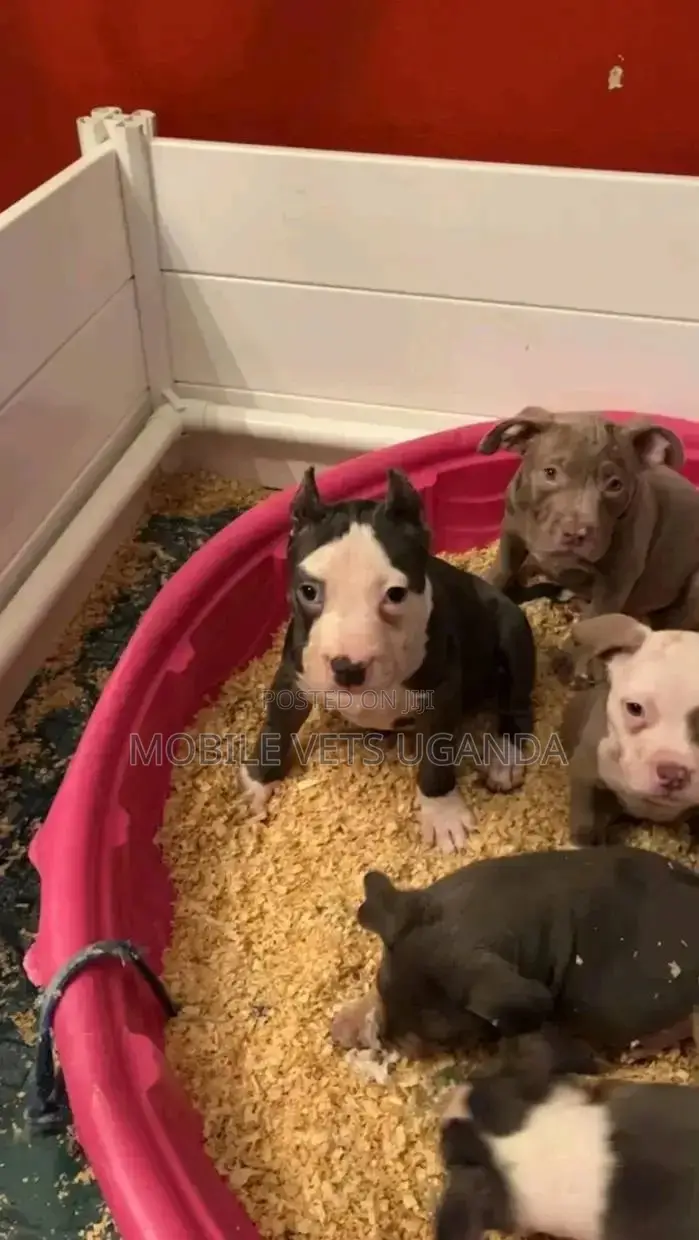 1-3 months Male Purebred American Pit Bull Terrier