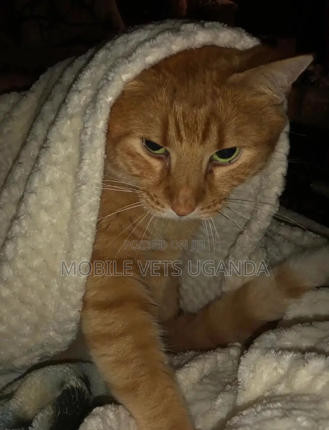 3-6 months Female Purebred American Bobtail