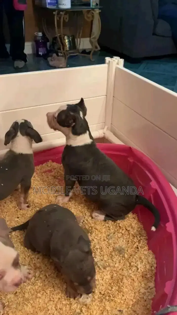 1-3 months Female Purebred American Pit Bull Terrier