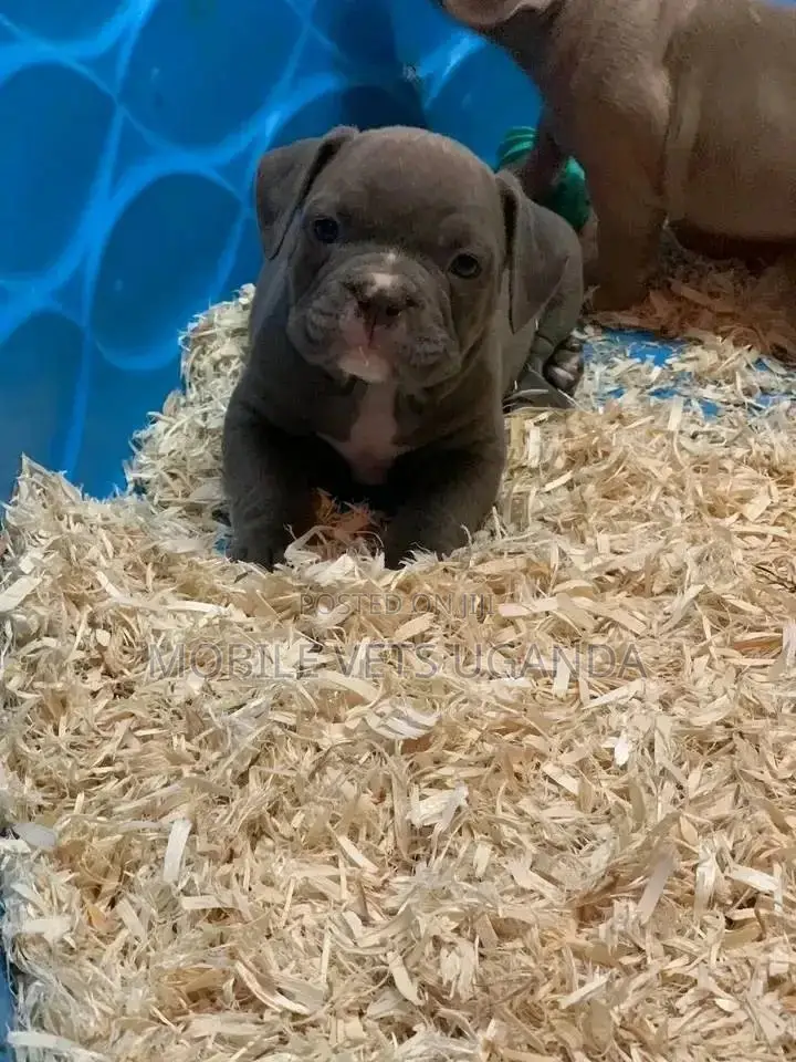 3-6 months Male Purebred American Pit Bull Terrier
