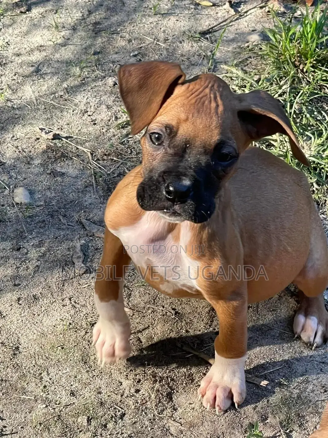 1-3 months Female Purebred American Pit Bull Terrier
