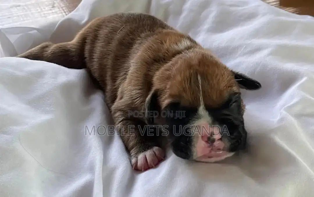 0-1 month Female Purebred Boerboel