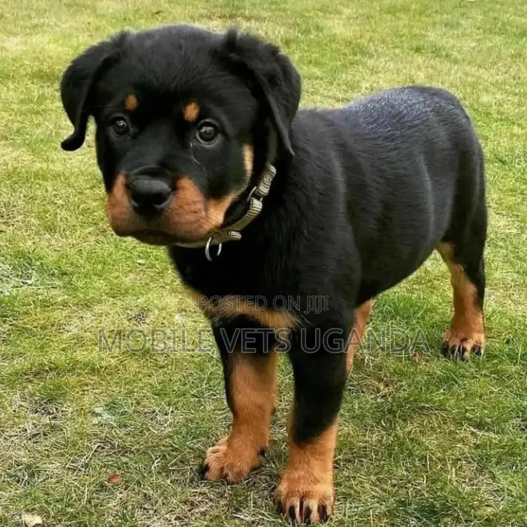 1-3 months Male Purebred Rottweiler