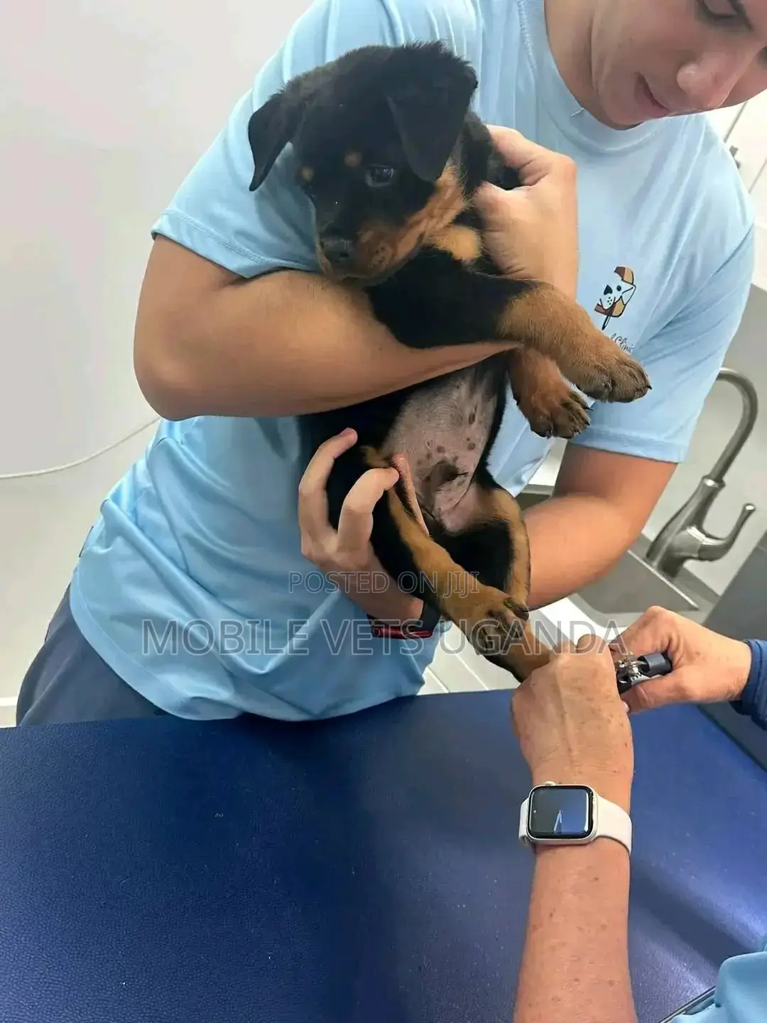 1-3 months Female Purebred Rottweiler