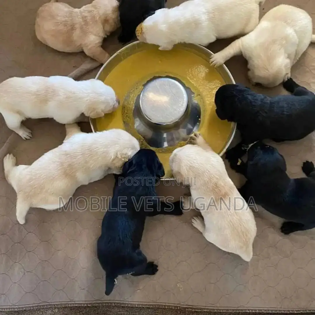 0-1 month Female Purebred Labradoodle