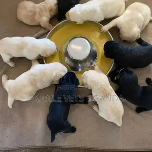 0-1 month Female Purebred Labradoodle