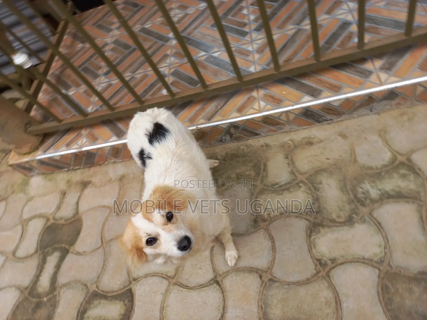 3-6 months Male Purebred Japanese Spitz