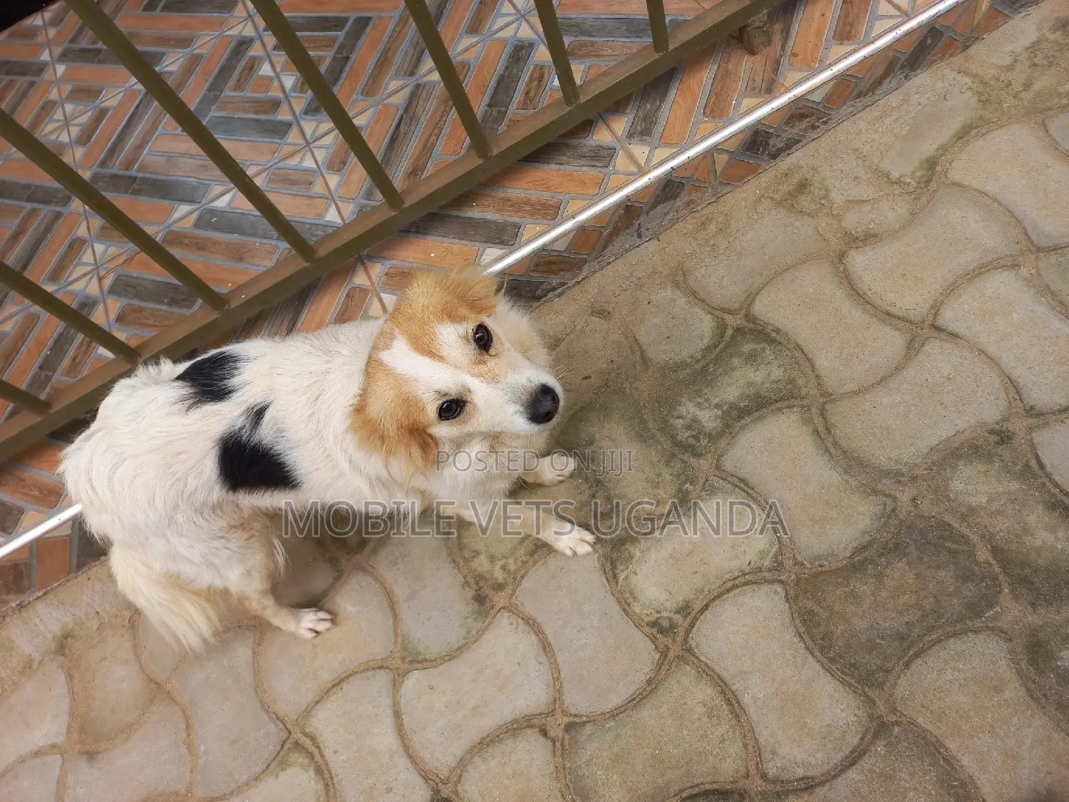 1-3 months Male Purebred Japanese Chin