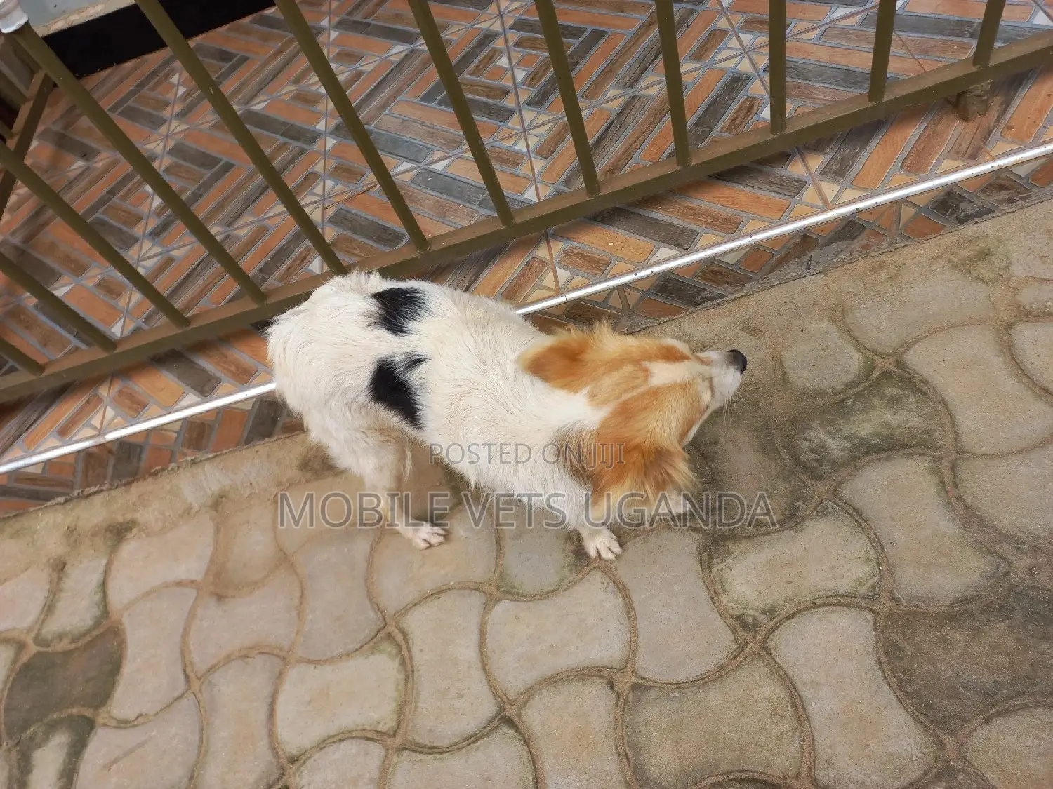 6-12 months Male Purebred Japanese Spitz