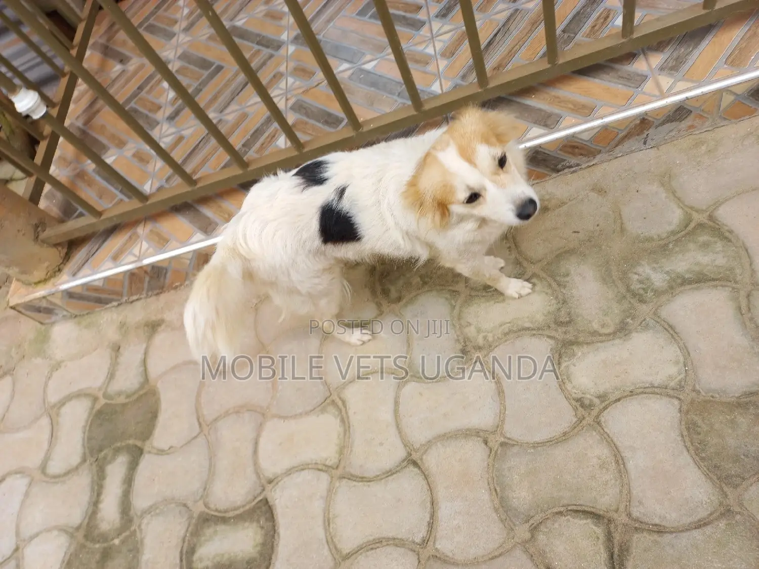 3-6 months Male Purebred Japanese Spitz