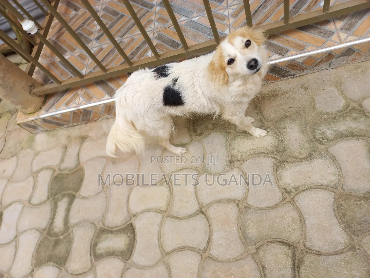 3-6 months Female Purebred Japanese Spitz