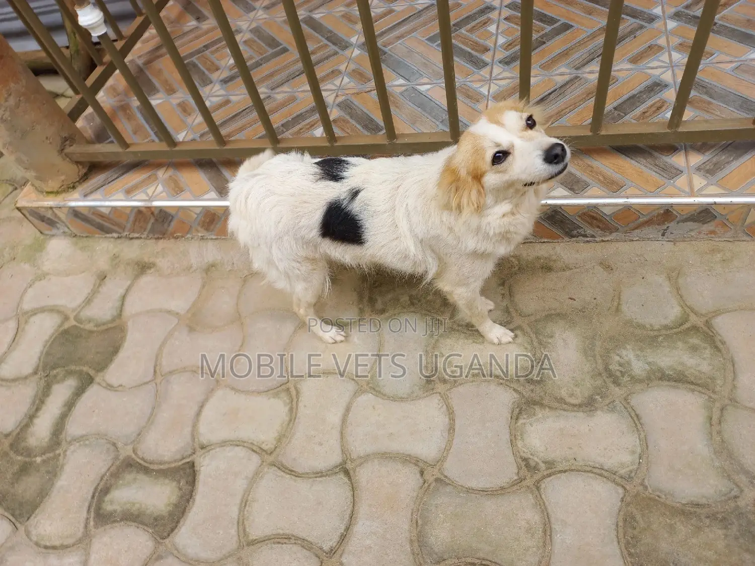 1+ year Male Purebred Jack Russell Terrier