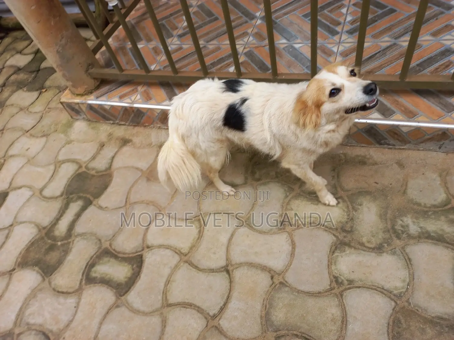 1+ year Male Purebred Jack Russell Terrier