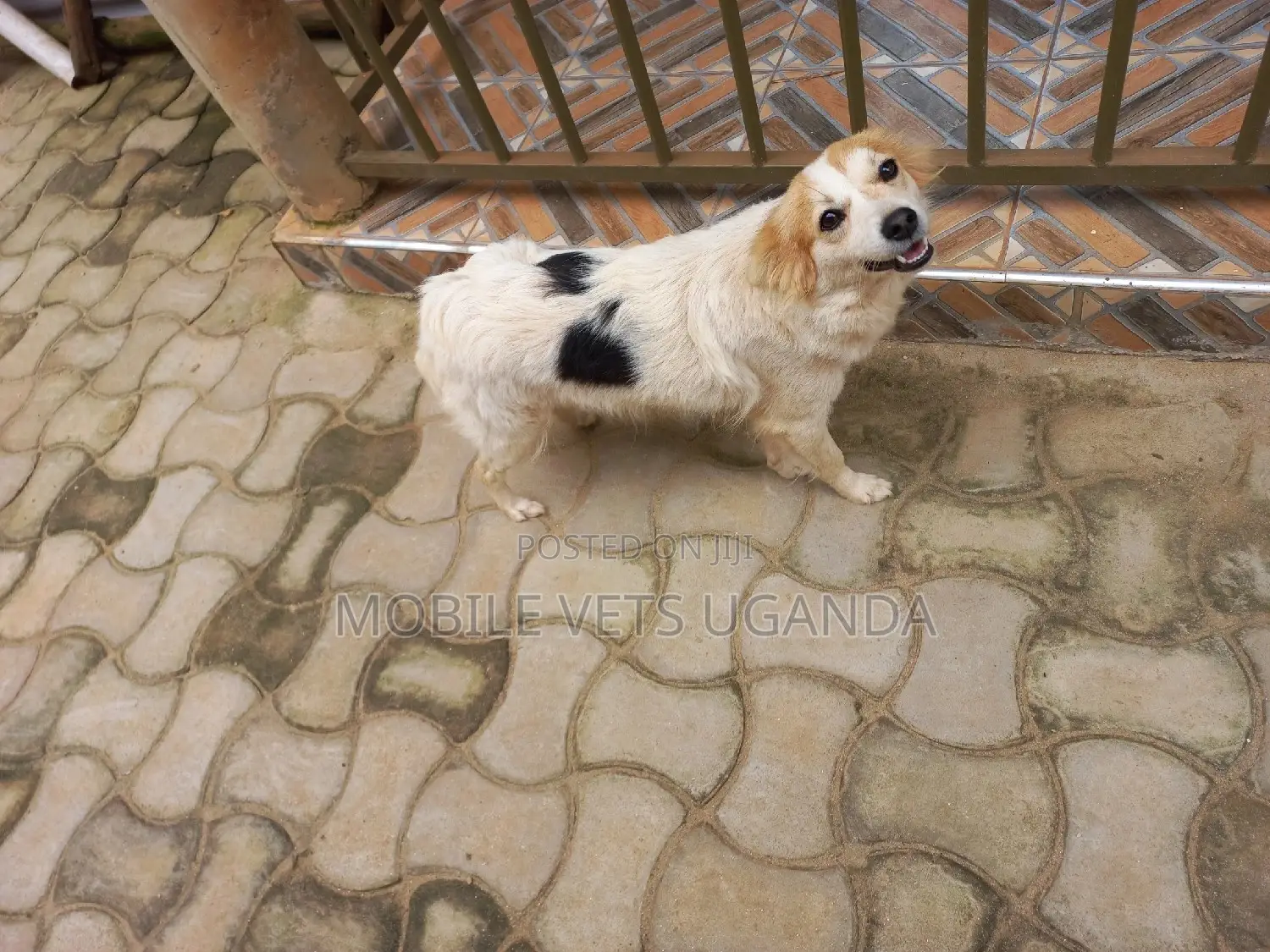 1+ year Male Purebred Jack Russell Terrier