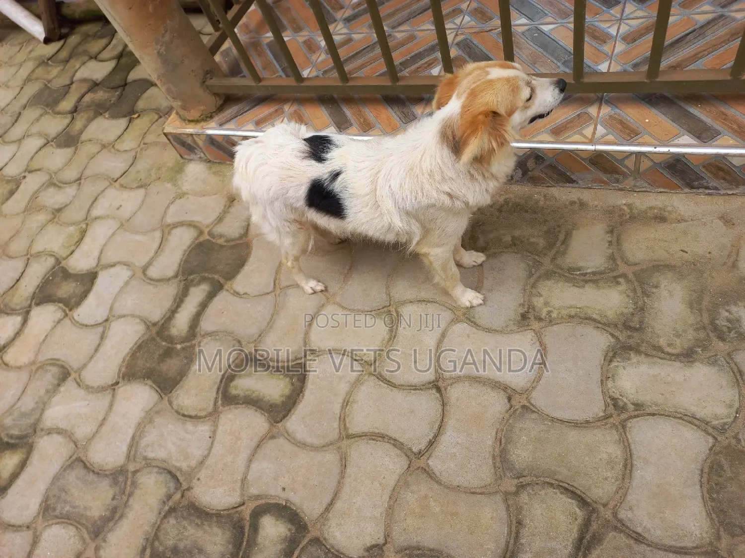 3-6 months Female Purebred Jack Russell Terrier