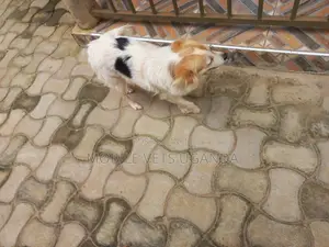 3-6 months Female Purebred Japanese Chin