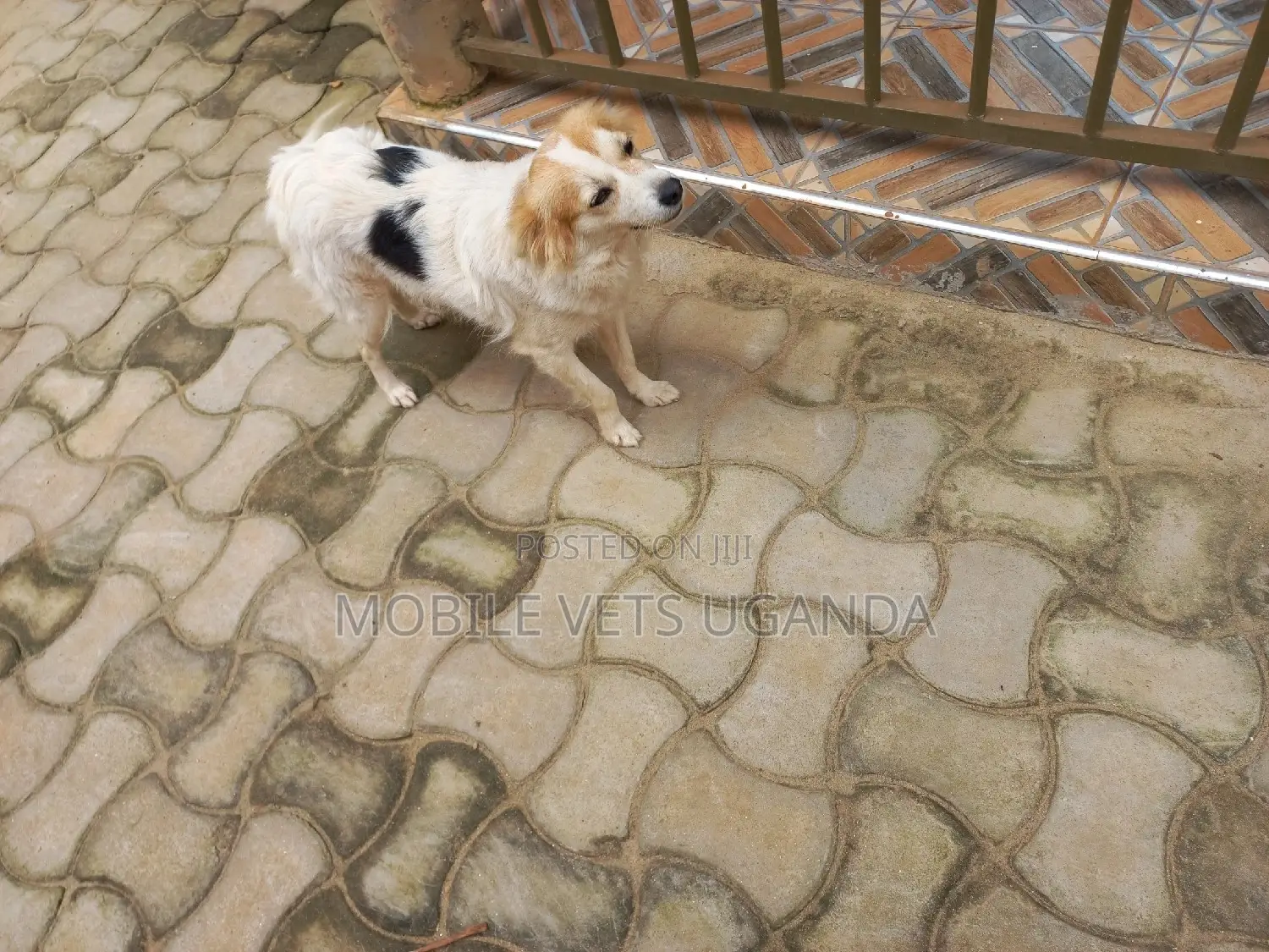 1-3 months Female Purebred Japanese Spitz
