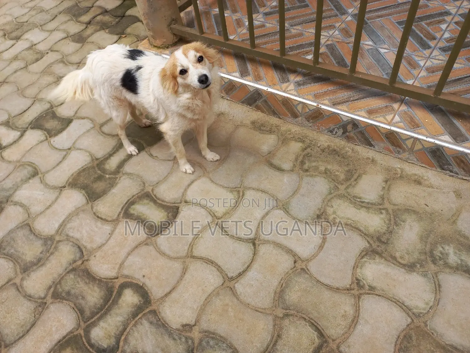 1-3 months Female Purebred Jack Russell Terrier